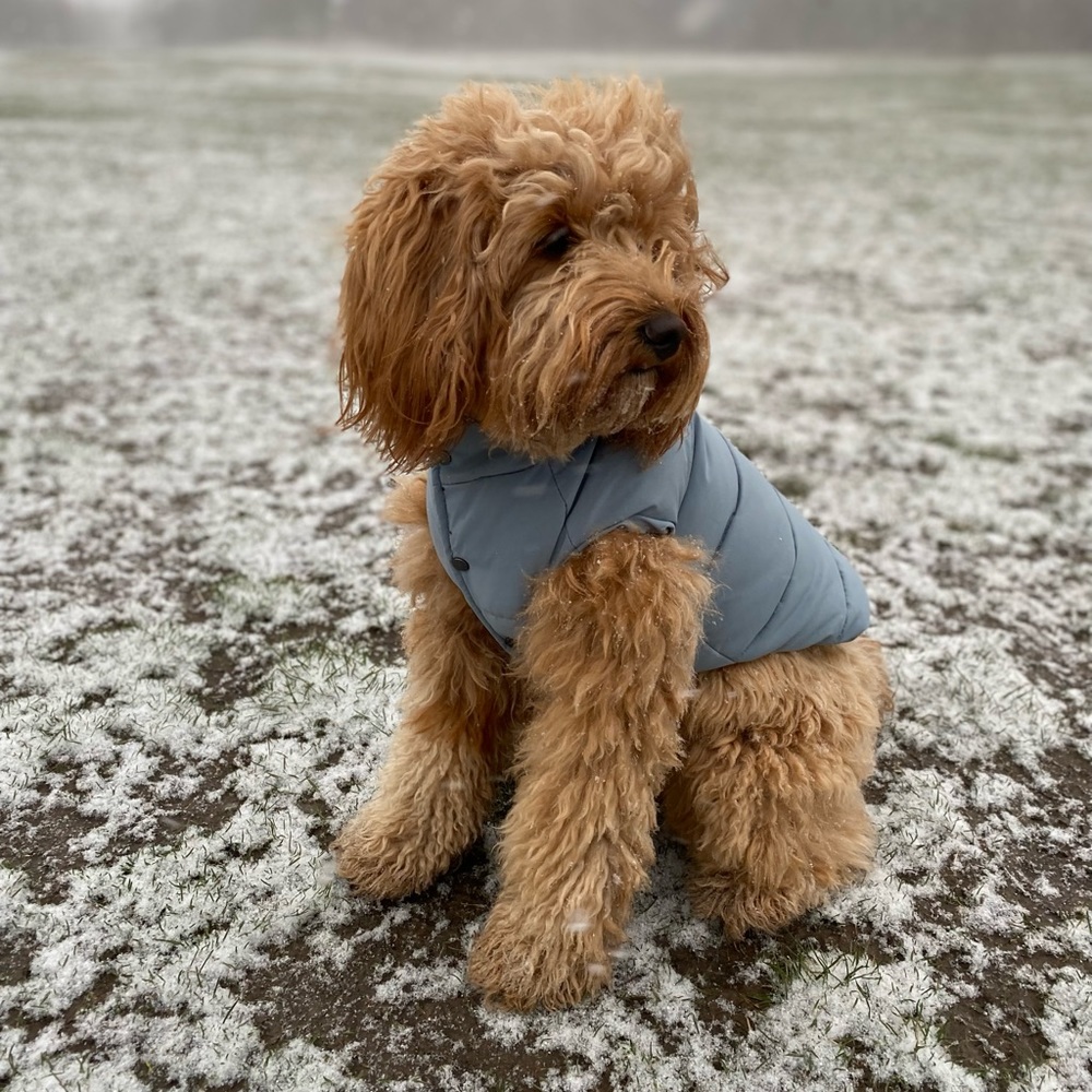 COPY - Maxbone Arabella Dog Puffer Vest Light Blue - Medium - Sold Out Color!!!!